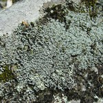 Cladonia petrophila