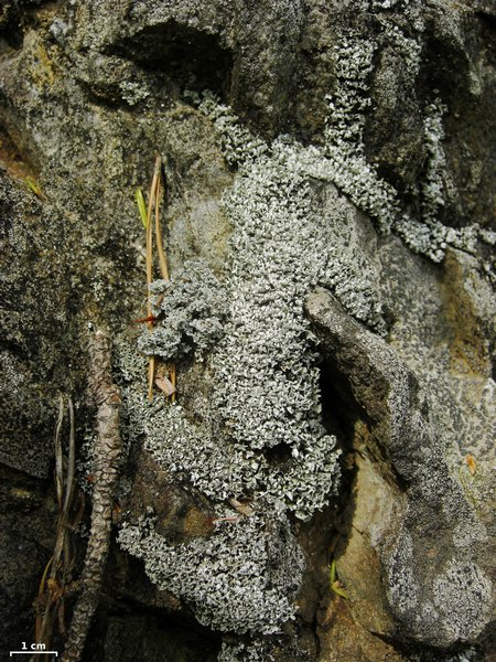 Cladonia petrophila