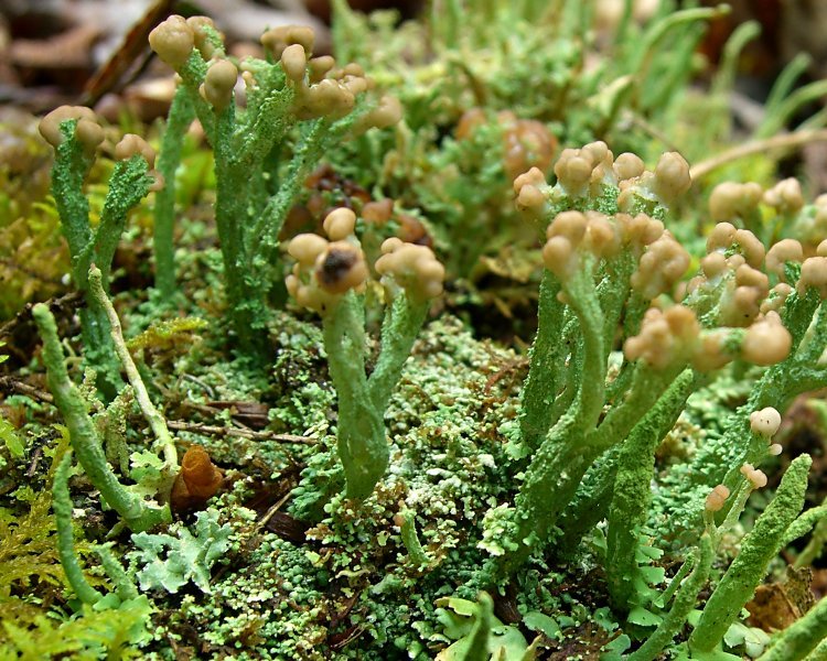 Cladonia peziziformis