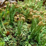 Cladonia peziziformis