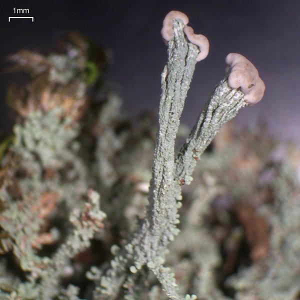 Cladonia peziziformis