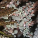 Cladonia peziziformis