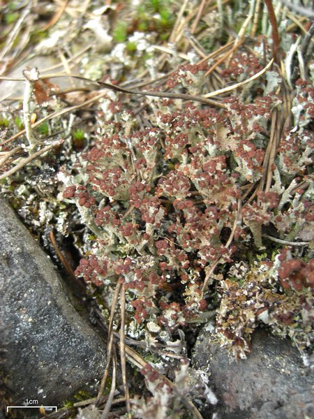 Cladonia phyllophora