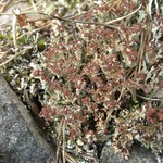 Cladonia phyllophora