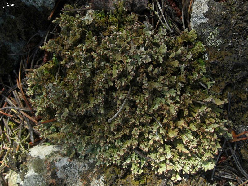 Cladonia phyllophora