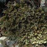 Cladonia phyllophora