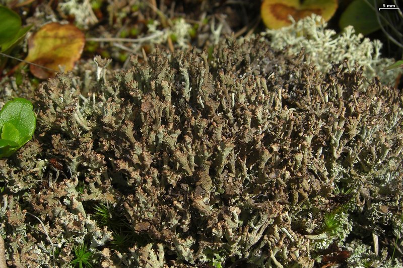 Cladonia phyllophora