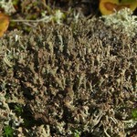 Cladonia phyllophora