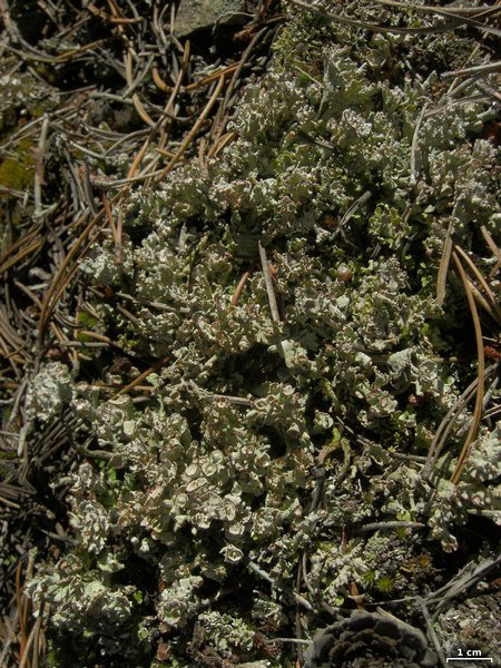 Cladonia phyllophora