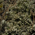 Cladonia phyllophora