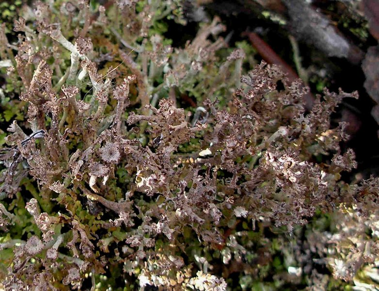 Cladonia phyllophora