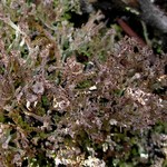 Cladonia phyllophora