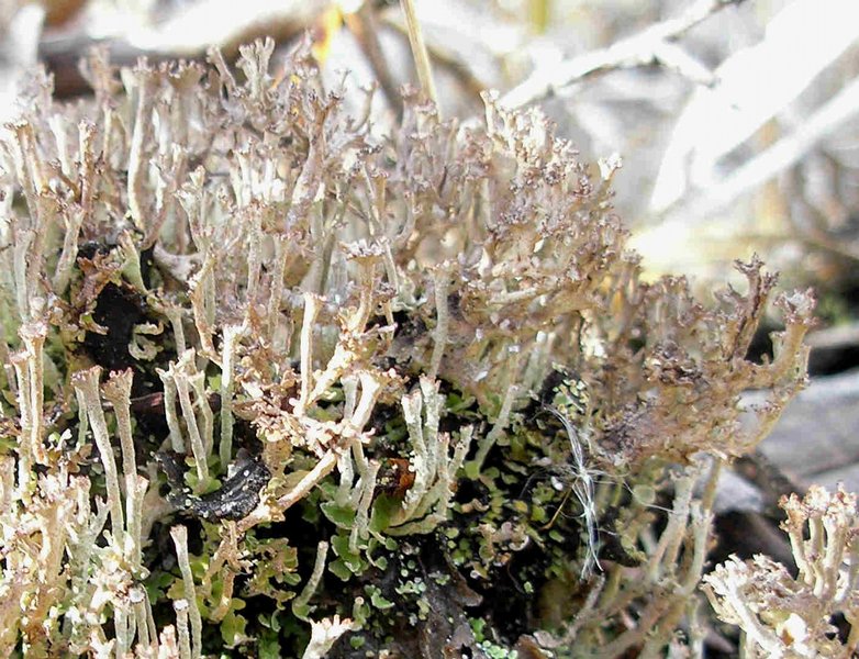 Cladonia phyllophora