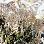 Cladonia phyllophora