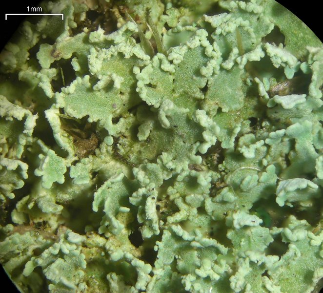 Cladonia pleurota