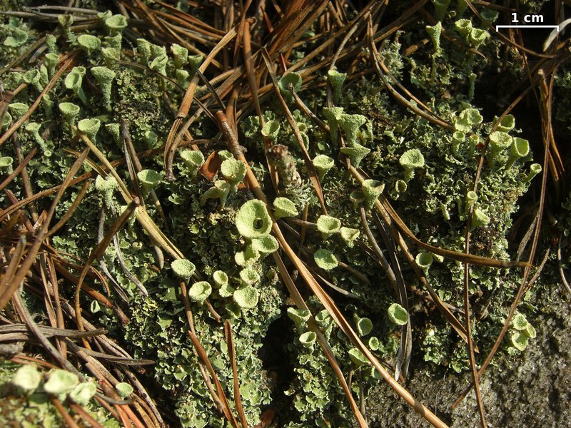 Cladonia pleurota