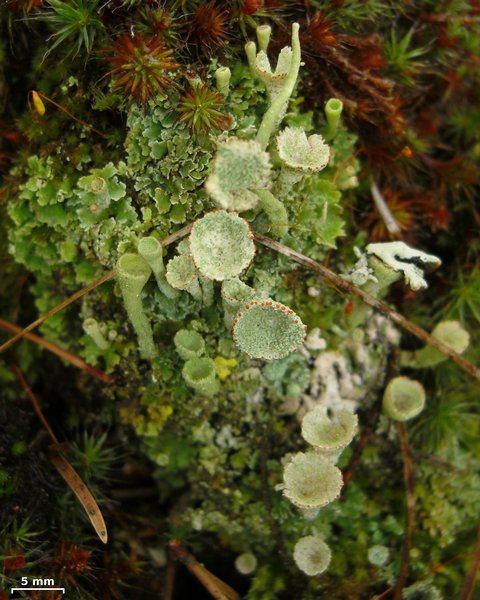 Cladonia pleurota