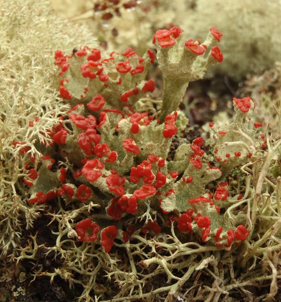 Cladonia pleurota