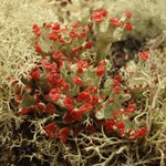 Cladonia pleurota