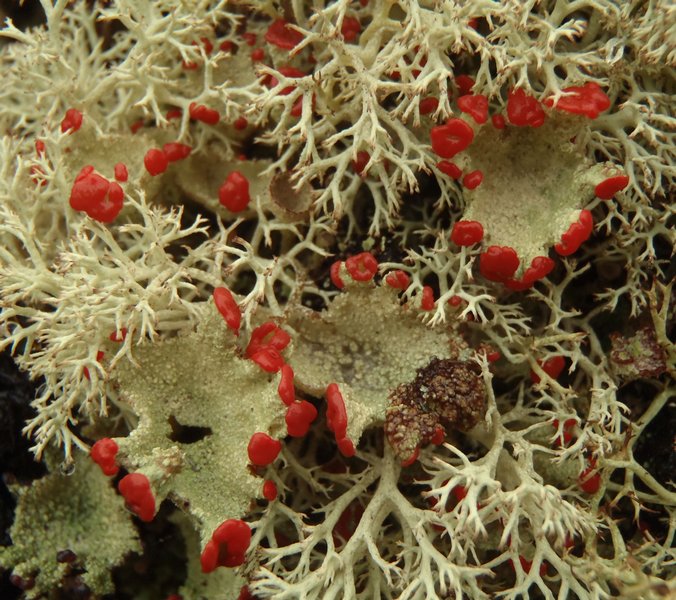 Cladonia pleurota