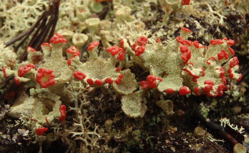 Cladonia pleurota