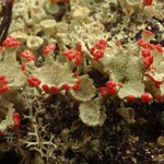 Cladonia pleurota