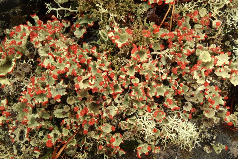 Cladonia pleurota