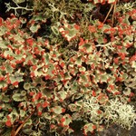 Cladonia pleurota