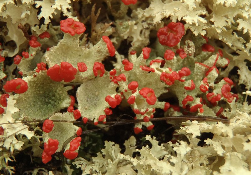 Cladonia pleurota