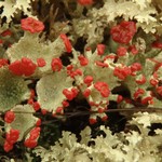 Cladonia pleurota