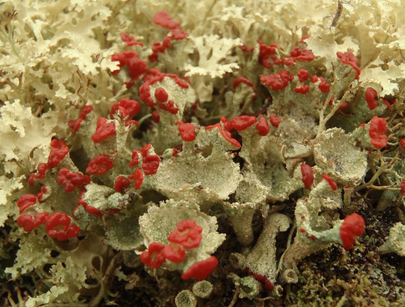 Cladonia pleurota