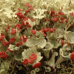 Cladonia pleurota