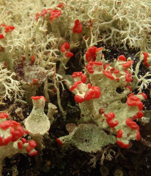 Cladonia pleurota