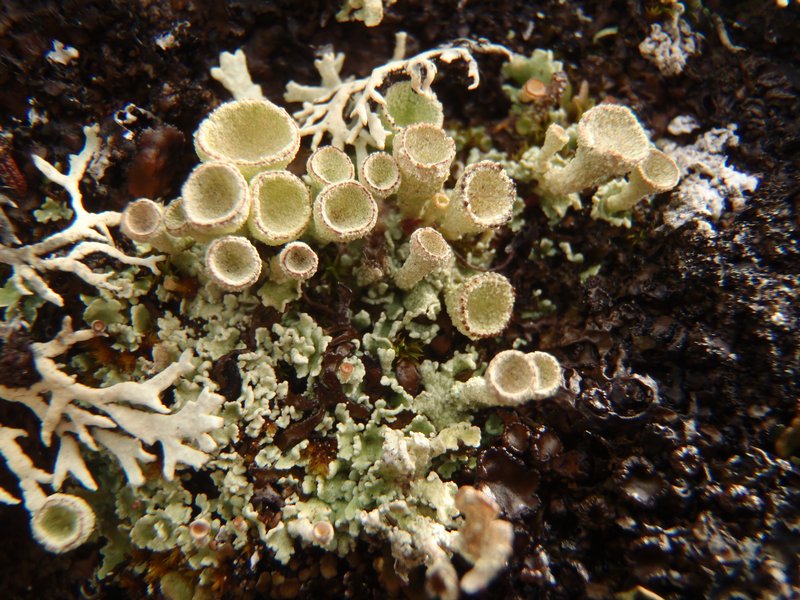 Cladonia pleurota
