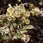 Cladonia pleurota