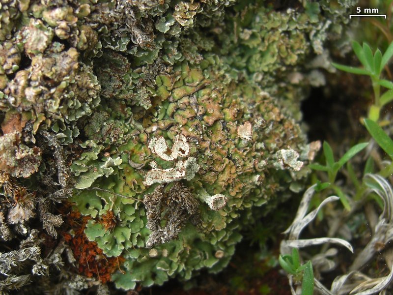 Cladonia pocillum