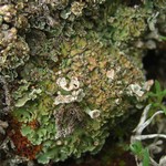 Cladonia pocillum