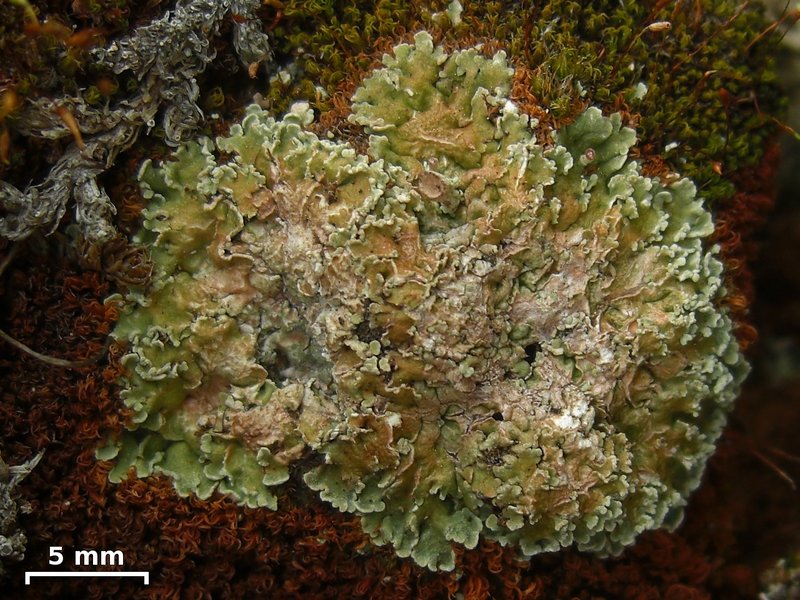 Cladonia pocillum