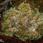 Cladonia pocillum