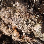 Cladonia pocillum