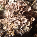 Cladonia pocillum