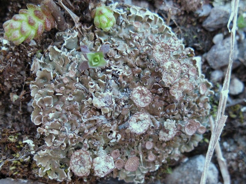 Cladonia pocillum