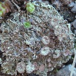 Cladonia pocillum