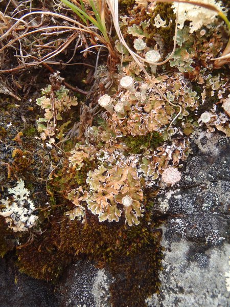 Cladonia pocillum