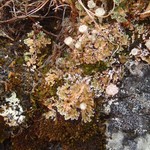 Cladonia pocillum