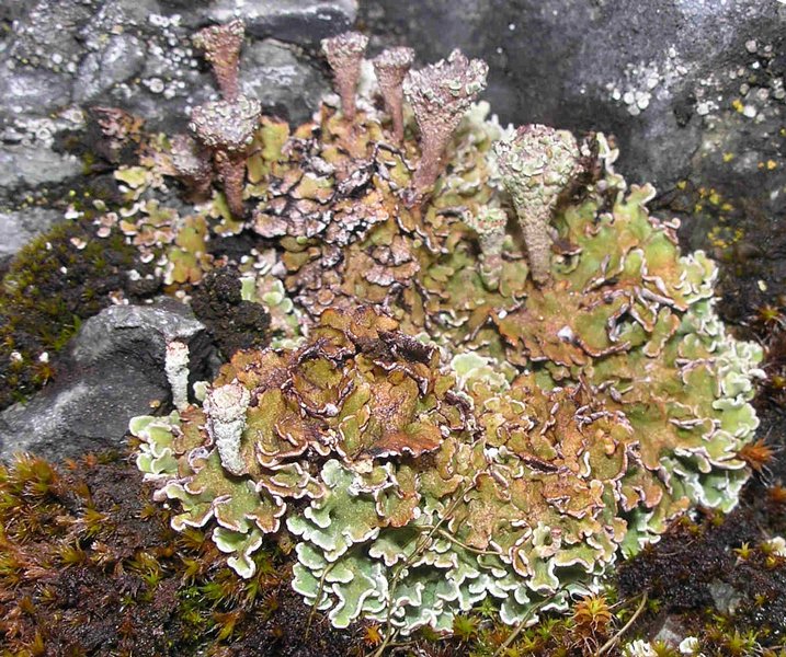 Cladonia pocillum