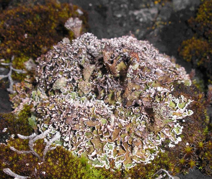 Cladonia pocillum