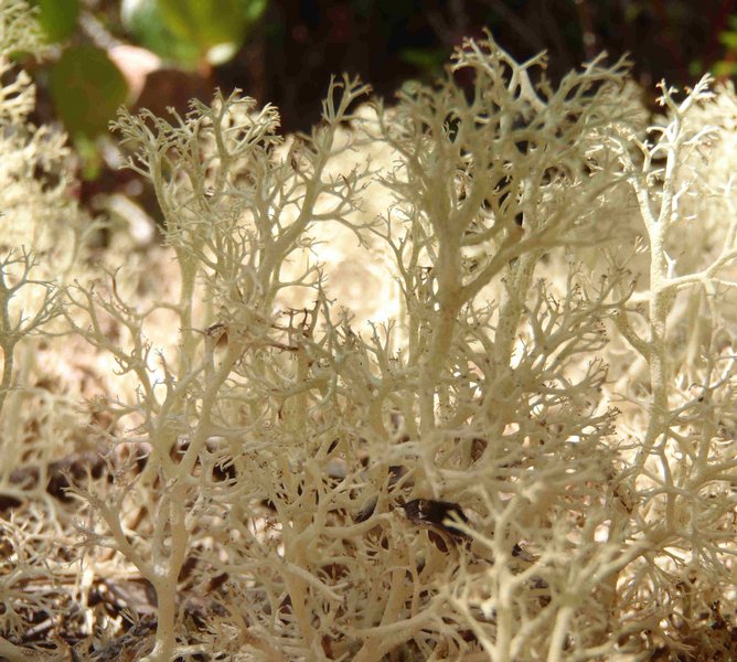 Cladina portentosa ssp. pacifica