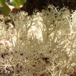 Cladina portentosa ssp. pacifica