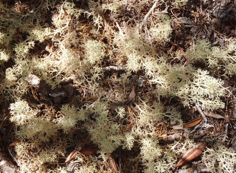 Cladina portentosa ssp. pacifica